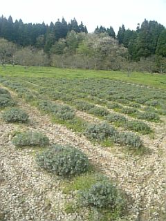 20110512ラベンダーの畑1