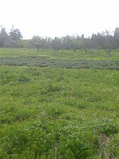 20110512ラベンダーの畑2