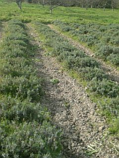 20110512ラベンダーの畑3