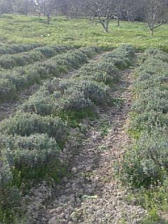 20110512ラベンダーの畑4