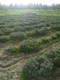 20110512ラベンダーの畑5