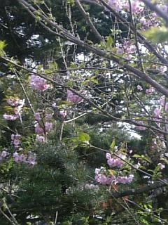 20110512八重桜