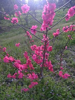 20110512花桃の花