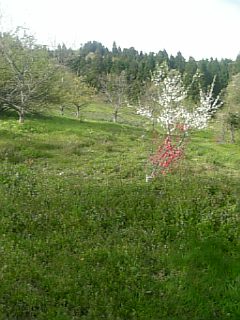 20110512山の風景