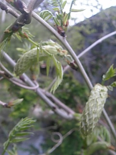 20110512藤の花芽