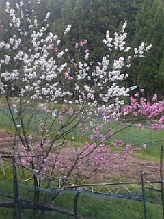 20110512色とりどりの花桃1