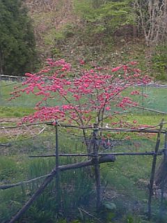 20110512色とりどりの花桃2