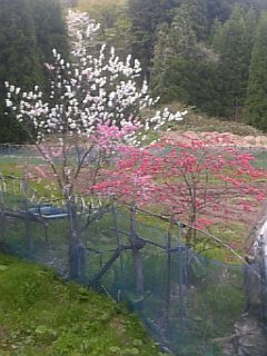 20110512色とりどりの花桃3