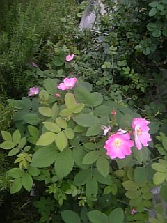 20110612���åץ������