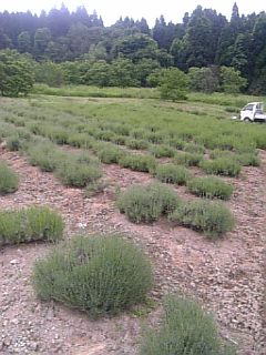 20110612��٥������Ȫ1