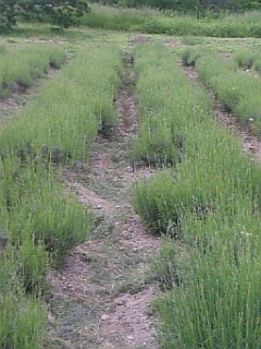 20110612��٥������Ȫ2�� hspace=