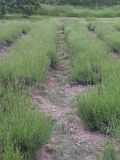 20110612��٥������Ȫ3