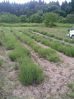 20110612�����������Ƚ�λ