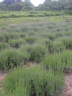 20110612��٥������Ȫ4