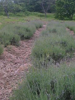 20110612��٥�����ʥ�����