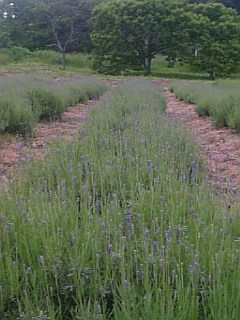 20110612��٥������餭����