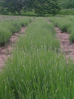 20110612��٥����������餵��