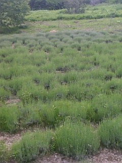 20110612��٥������Ȫ5