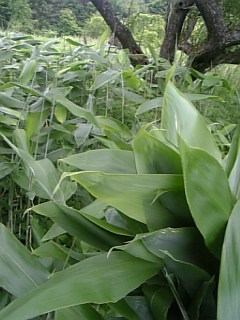 20110612�����պΤ�