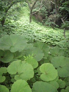 20110612����ϥե����餱