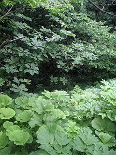 20110612�ۥ�����1