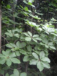 20110612�ۥ�����2