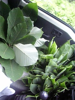 20110612�����դȥۥ�����