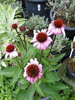 20120724�����ʥ���