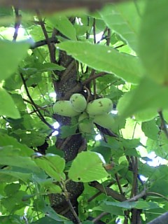 20120724�����Ӥμ�