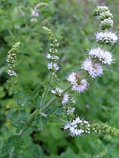 20120724���åץ�ߥ�Ȥβ�