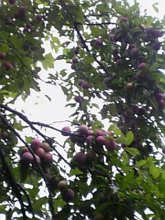 20120724�����2