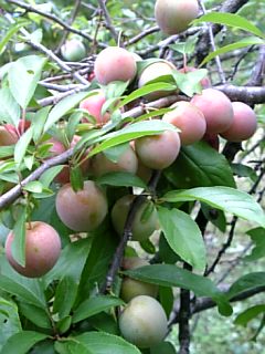 20120724�����3