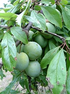 20120724�������