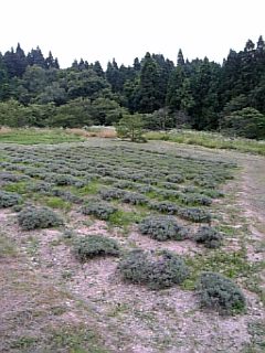 20120724��٥������Ȫ1