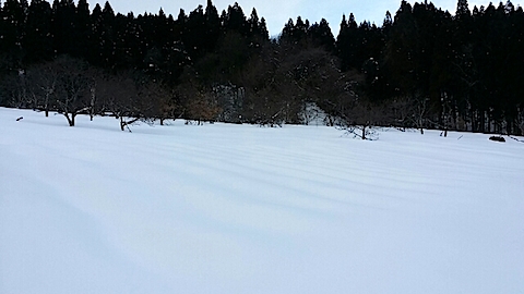 20140211ラベンダーの畑2