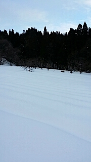 201401211ラベンダーの畑1