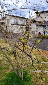 20200405速歩途中の公園内と新芽が大きく膨らむ