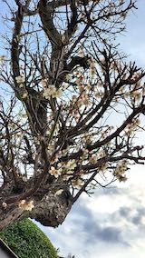 20200405速歩からの帰り道で望んだ梅の花1