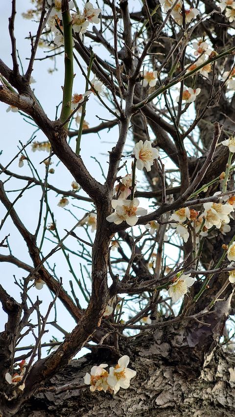 20200405速歩からの帰り道で望んだ梅の花2