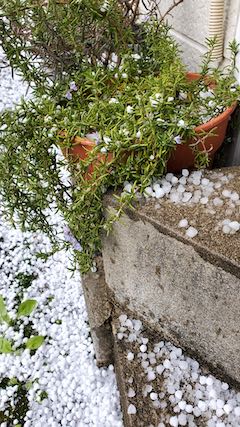 20200405外の様子昼過ぎあられが降り出す4