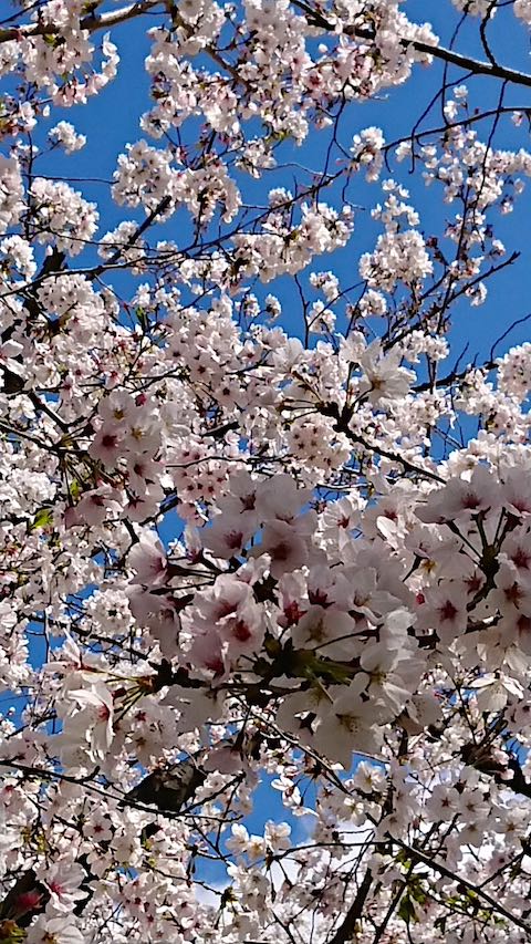 20200405京都天神川沿いの桜1