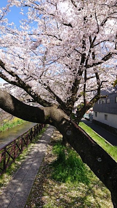 20200405京都天神川沿いの桜2