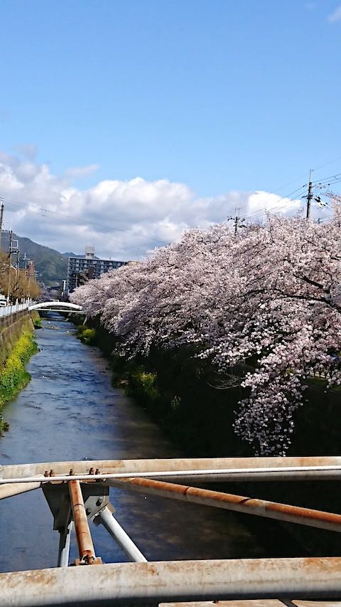 20200405京都天神川沿いの桜3