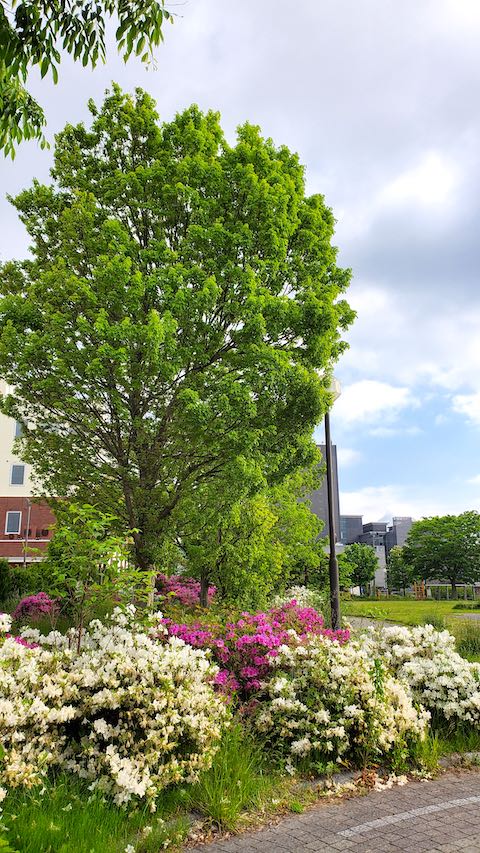 20200529速歩途中公園内とつつじの花