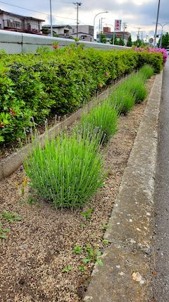 20200529速歩途中に望んだラベンダー1