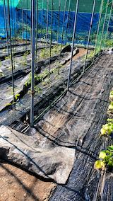 20200529野菜畑の防草シート1