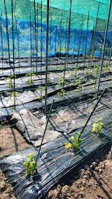 20200529野菜畑の防草シート2