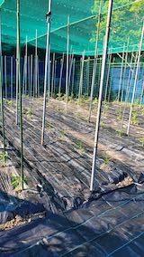 20200529野菜畑に防草シートを敷く作業1