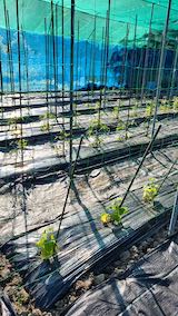 20200529野菜畑に防草シートを敷く作業2