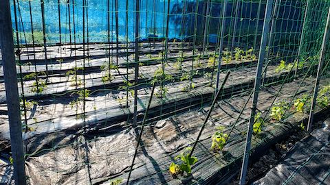 20200529野菜畑に防草シートを敷く作業3